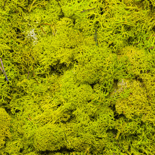 Nordic lichen 500gr