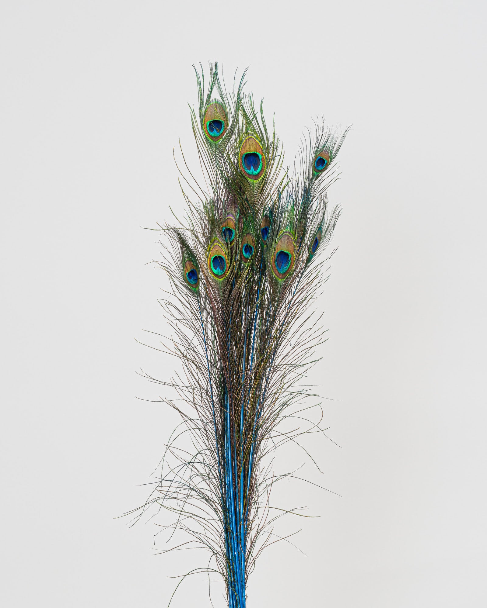 Peacock feathers, a symbol of Good Luck, piume di pavone
