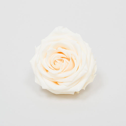 Rose Pastel Colors | box of 4