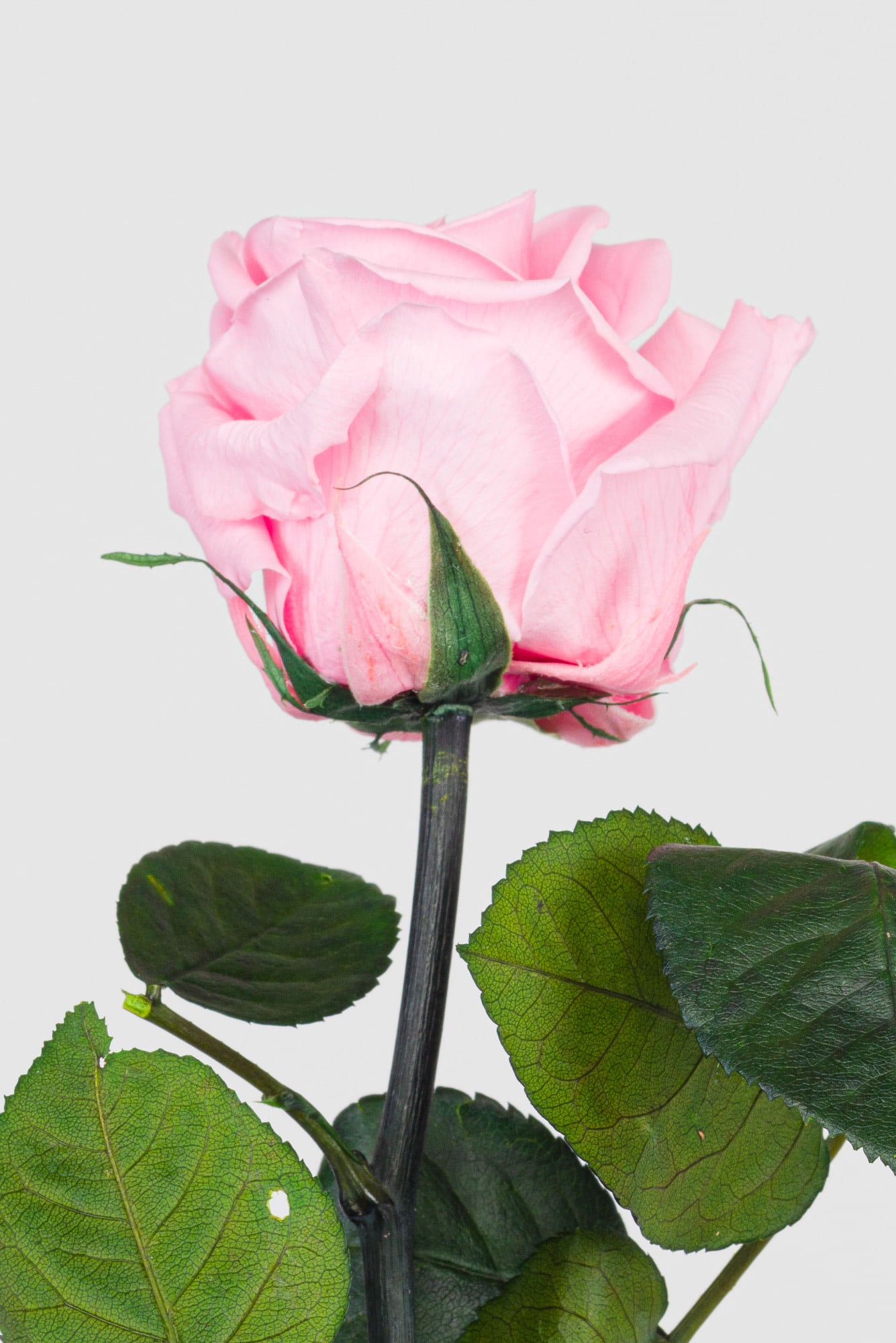 Mini Rose with stem – Meeo Shop Online