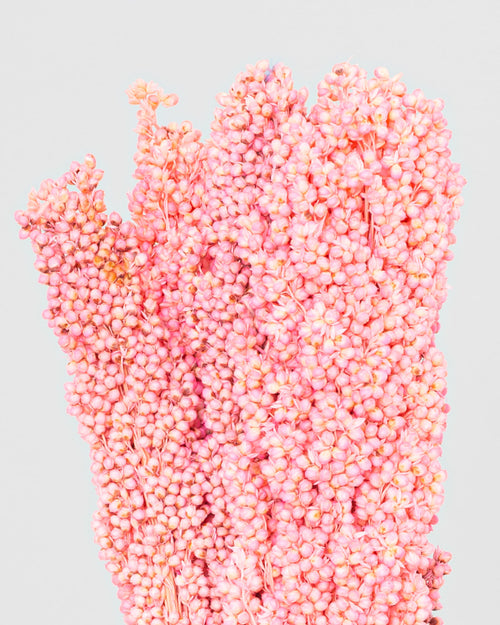 Sorgo