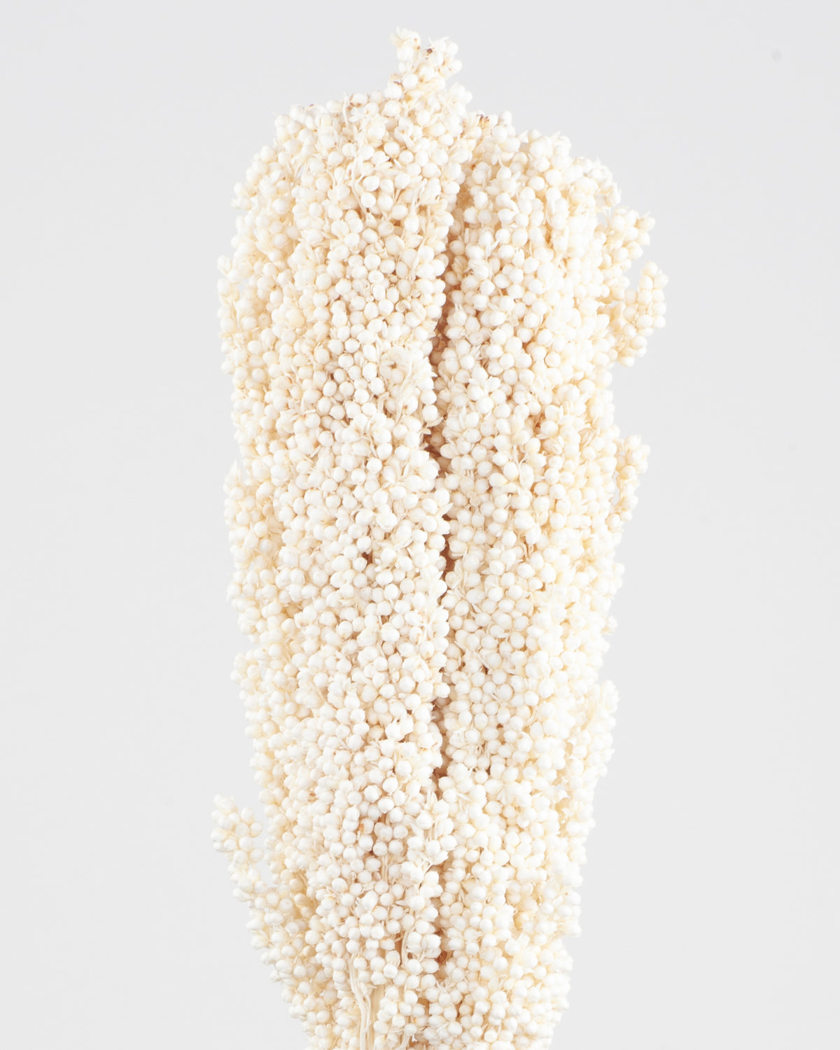 Sorgo