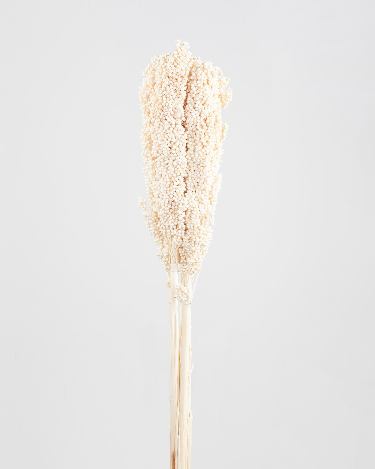 Sorgo