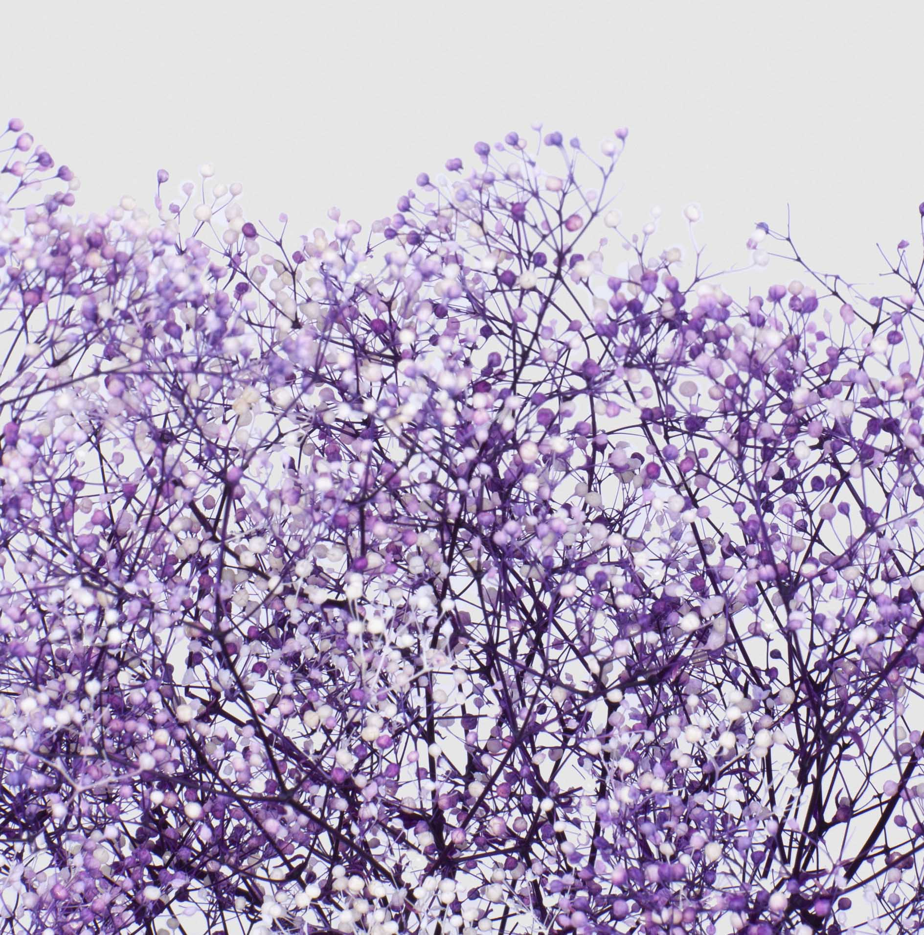 Baby's Breath Meeo Shop Online